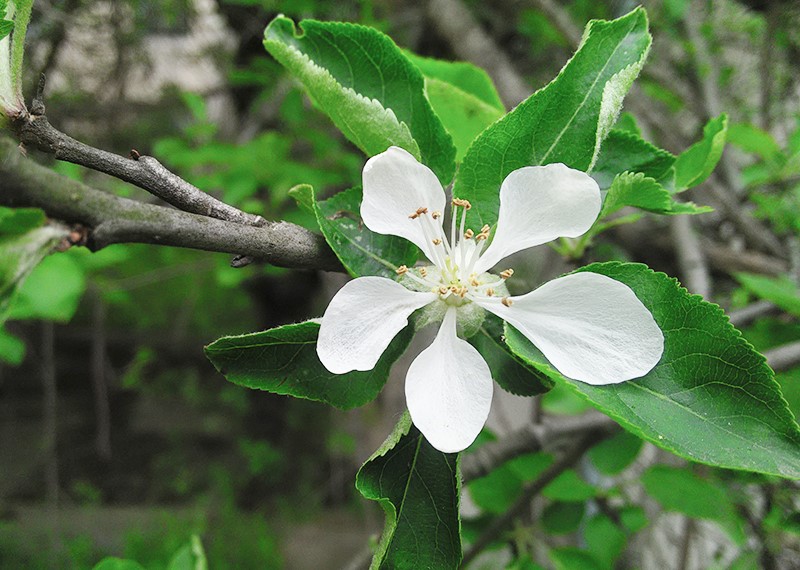 植物名:苹果 拉丁学名:malus pumila 别名 科:蔷薇科-苹果亚科 属