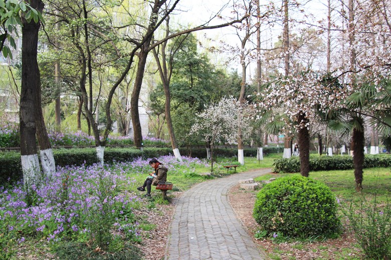 南京林业大学植物网