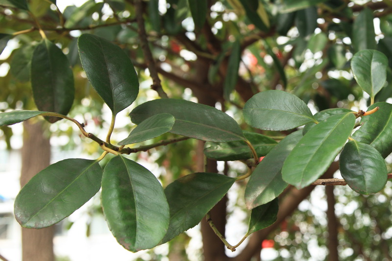 南京林业大学植物网