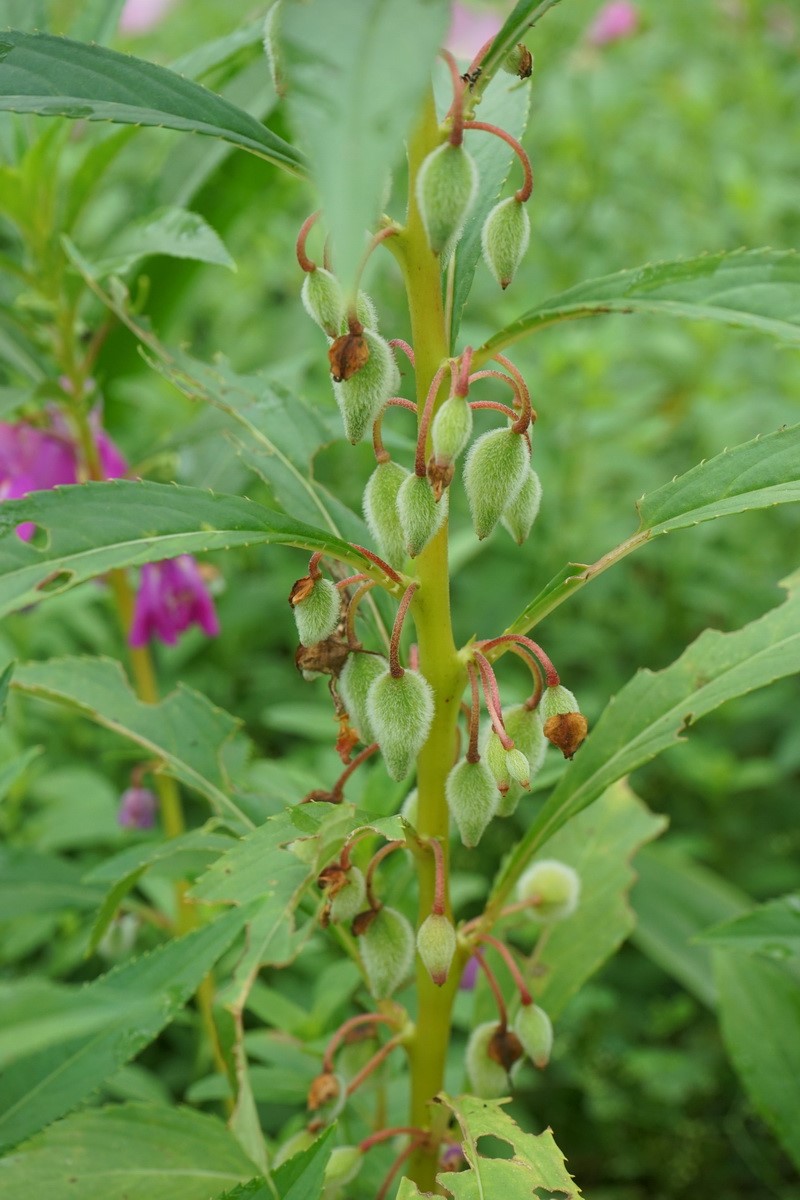 南京林业大学植物网